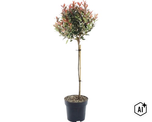 Photinia fraseri Little Red Robin sur tige dans un pot en plastique noir avec un tuteur en bambou. (Image AI modified or generated)