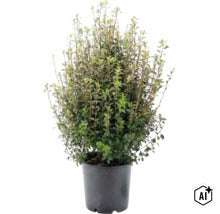 Chèvrefeuille arbustif (Lonicera nitida) dans un pot en plastique noir, arbuste à ramification dense avec de petites feuilles vertes. (Image AI modified or generated)