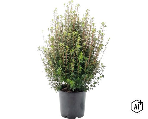 Chèvrefeuille arbustif (Lonicera nitida) dans un pot en plastique noir, arbuste à ramification dense avec de petites feuilles vertes. (Image AI modified or generated)