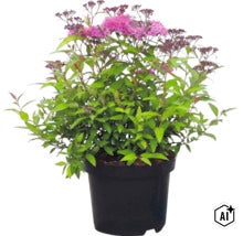 Spirée avec des feuilles vertes et des fleurs roses dans un pot noir. (Image AI modified or generated)