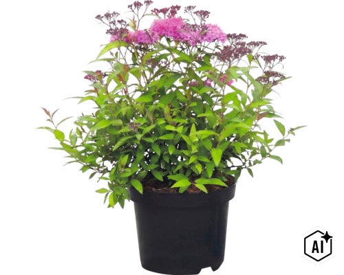 Spirée avec des feuilles vertes et des fleurs roses dans un pot noir. (Image AI modified or generated)