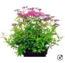 Spirée du Japon Spiraea japonica avec fleurs roses dans un pot noir. (Image AI modified or generated)