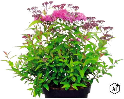 Spirée du Japon Spiraea japonica avec fleurs roses dans un pot noir. (Image AI modified or generated)