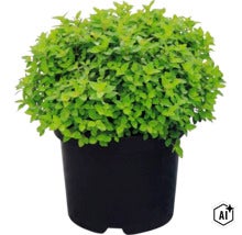 Spirée du Japon Spiraea japonica dans un pot de fleurs noir avec des feuilles vertes denses. (Image AI modified or generated)
