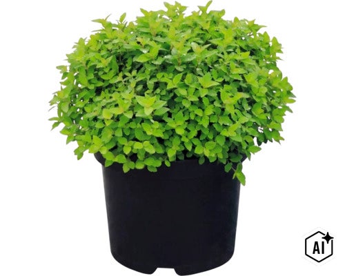 Spirée du Japon Spiraea japonica dans un pot de fleurs noir avec des feuilles vertes denses. (Image AI modified or generated)
