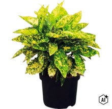 Plante d intérieur Croton Gold Star avec feuilles tachetées de jaune dans un pot noir. (Image AI modified or generated)