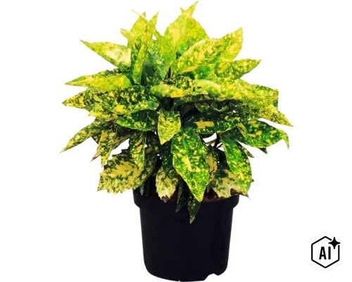 Plante d intérieur Croton Gold Star avec feuilles tachetées de jaune dans un pot noir. (Image AI modified or generated)