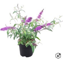 Arbuste aux papillons (Buddleja davidii) en fleurs avec des panicules violettes dans un pot en plastique noir. (Image AI modified or generated)