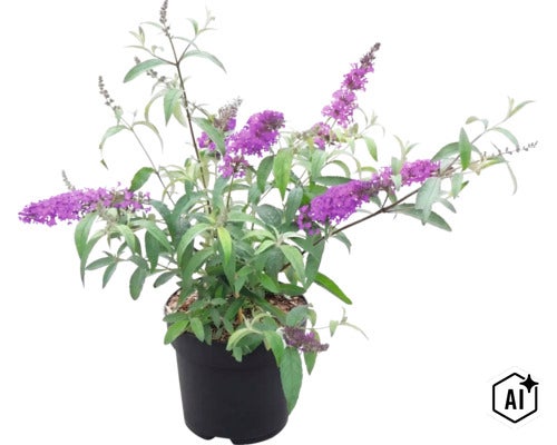 Arbuste aux papillons (Buddleja davidii) en fleurs avec des panicules violettes dans un pot en plastique noir. (Image AI modified or generated)