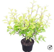 Arbuste avec des feuilles jaune-vert dans un pot de fleurs noir. (Image AI modified or generated)