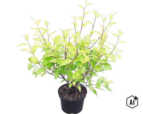 Arbuste avec des feuilles jaune-vert dans un pot de fleurs noir. (Image AI modified or generated)
