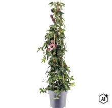 Plante grimpante Passiflora en pot, soutenue par des tuteurs en bambou, avec un feuillage vert, des bourgeons sombres et une fleur épanouie. (Image AI modified or generated)