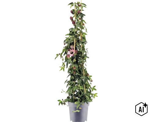 Plante grimpante Passiflora en pot, soutenue par des tuteurs en bambou, avec un feuillage vert, des bourgeons sombres et une fleur épanouie. (Image AI modified or generated)