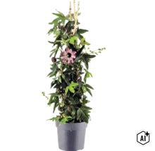 Passiflore grimpante avec une fleur et des bourgeons sur des tuteurs en bambou dans un pot de fleurs. (Image AI modified or generated)