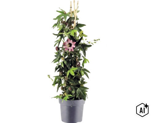 Passiflore grimpante avec une fleur et des bourgeons sur des tuteurs en bambou dans un pot de fleurs. (Image AI modified or generated)