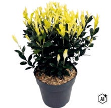 Fusain du Japon Paloma Blanca dans un pot en plastique noir avec des pousses jaune clair et des feuilles vert foncé. (Image AI modified or generated)