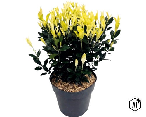 Fusain du Japon Paloma Blanca dans un pot en plastique noir avec des pousses jaune clair et des feuilles vert foncé. (Image AI modified or generated)
