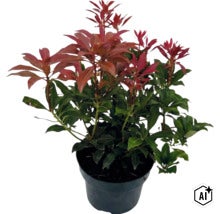 Pieris japonica avec des feuilles vertes et des pousses rouges dans un pot en plastique noir (Image AI modified or generated)