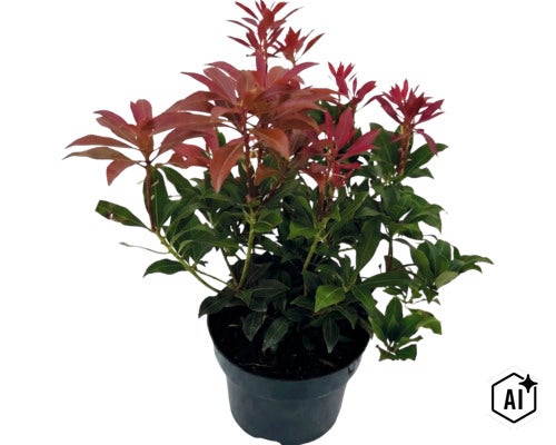 Pieris japonica avec des feuilles vertes et des pousses rouges dans un pot en plastique noir (Image AI modified or generated)