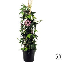 Passiflore Passiflora dans un pot noir avec une fleur violette et des tuteurs en bambou. (Image AI modified or generated)