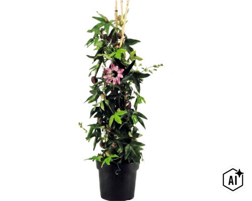 Passiflore Passiflora dans un pot noir avec une fleur violette et des tuteurs en bambou. (Image AI modified or generated)