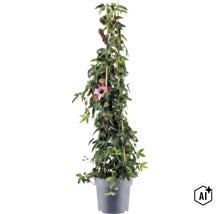Passiflore dans un pot en plastique gris avec des tuteurs en bambou, feuilles vertes, boutons floraux violets et une fleur épanouie. (Image AI modified or generated)