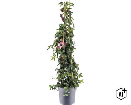 Passiflore dans un pot en plastique gris avec des tuteurs en bambou, feuilles vertes, boutons floraux violets et une fleur épanouie. (Image AI modified or generated)