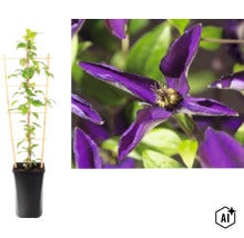 Clématite en pot avec support de croissance et gros plan sur la fleur violette. (Image AI modified or generated)