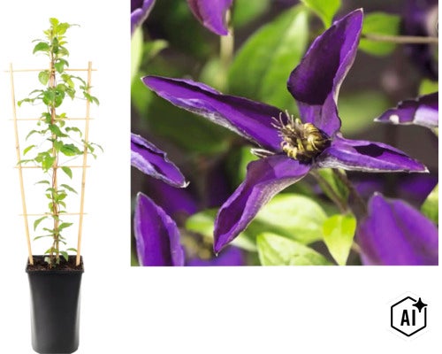 Clématite en pot avec support de croissance et gros plan sur la fleur violette. (Image AI modified or generated)