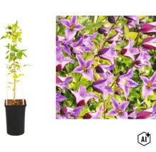 Plante grimpante Clématite dans un pot noir avec support et gros plan de ses fleurs violettes en forme de cloche. (Image AI modified or generated)
