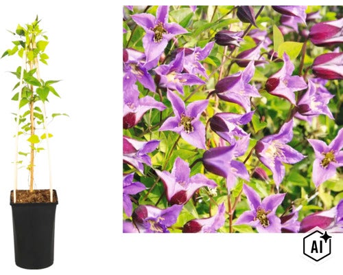 Plante grimpante Clématite dans un pot noir avec support et gros plan de ses fleurs violettes en forme de cloche. (Image AI modified or generated)