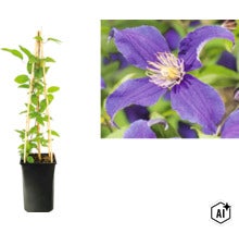 Clématite à fleur violette en pot avec tuteur en bambou et gros plan sur la fleur. (Image AI modified or generated)