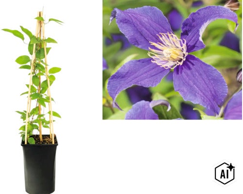 Clématite à fleur violette en pot avec tuteur en bambou et gros plan sur la fleur. (Image AI modified or generated)