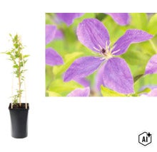 Clématite dans un pot noir avec support en bois et gros plan d une fleur violette. (Image AI modified or generated)