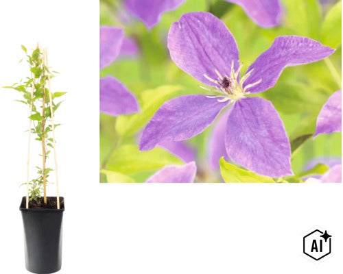 Clématite dans un pot noir avec support en bois et gros plan d une fleur violette. (Image AI modified or generated)