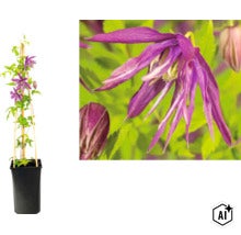 Clématite dans un pot noir avec des tiges de bambou comme support et vue rapprochée de la fleur violette. (Image AI modified or generated)