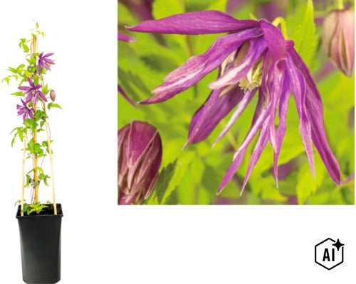 Clématite dans un pot noir avec des tiges de bambou comme support et vue rapprochée de la fleur violette. (Image AI modified or generated)