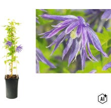 Clématite macropetala en pot avec support de croissance et gros plan sur la fleur violette. (Image AI modified or generated)