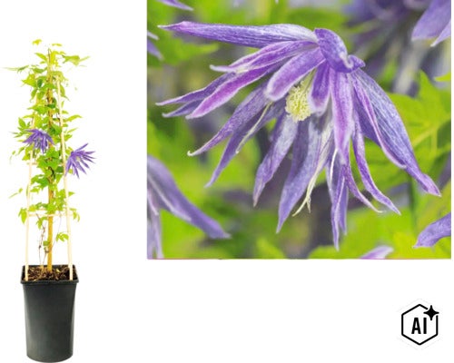 Clématite macropetala en pot avec support de croissance et gros plan sur la fleur violette. (Image AI modified or generated)