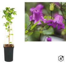 Clématite en pot avec support en bois et vue détaillée des fleurs en forme de cloche. (Image AI modified or generated)