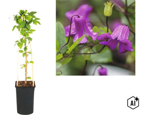 Clématite en pot avec support en bois et vue détaillée des fleurs en forme de cloche. (Image AI modified or generated)
