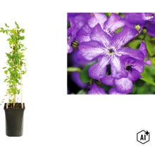 Clématite dans un pot noir haut avec support en bois et gros plan sur les fleurs violettes. (Image AI modified or generated)