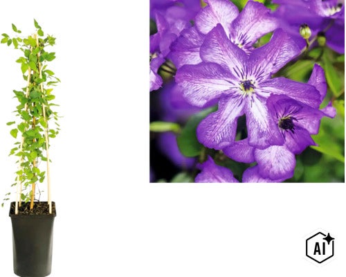 Clématite dans un pot noir haut avec support en bois et gros plan sur les fleurs violettes. (Image AI modified or generated)