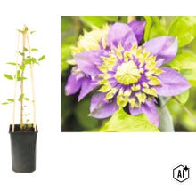 Clématite dans un pot noir avec support grimpant en bois et gros plan d'une fleur double violette et jaune. (Image AI modified or generated)