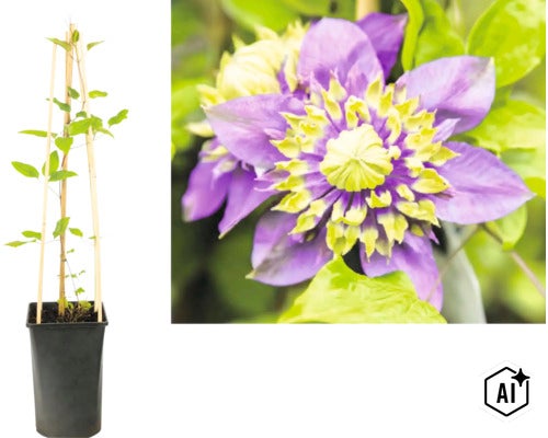 Clématite dans un pot noir avec support grimpant en bois et gros plan d'une fleur double violette et jaune. (Image AI modified or generated)