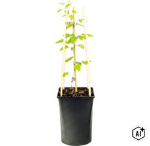 Plante grimpante en pot en plastique noir avec support en bois et tuteur central en bambou. (Image AI modified or generated)