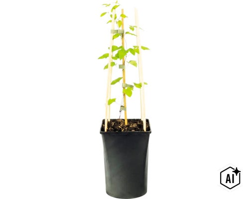Plante grimpante en pot en plastique noir avec support en bois et tuteur central en bambou. (Image AI modified or generated)