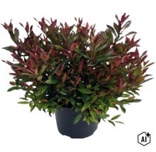 Photinia dans un pot en plastique noir avec un feuillage vert et rouge. (Image AI modified or generated)