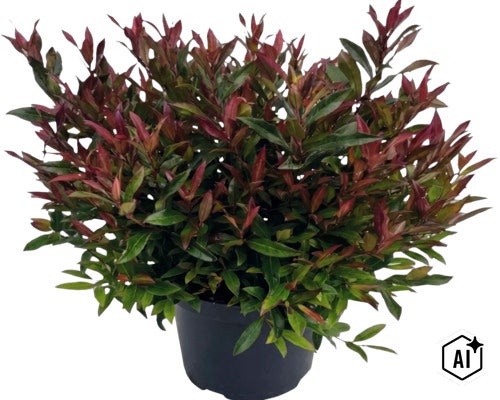 Photinia dans un pot en plastique noir avec un feuillage vert et rouge. (Image AI modified or generated)