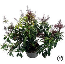Pieris japonica en pot avec des feuilles vertes et des boutons floraux foncés. (Image AI modified or generated)